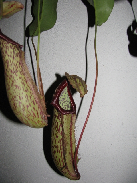 Nepenthes