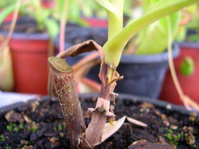 sick nepenthes