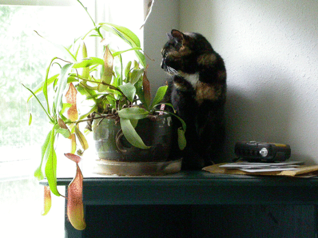 Nepenthes sanguinea