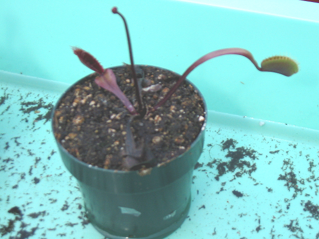 Red Dragon VFT Picture
