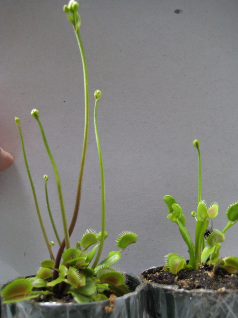 Flowering Fly Trap