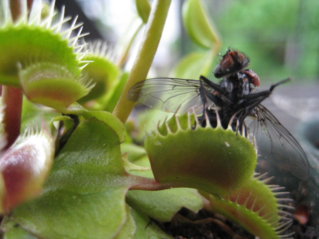 Feeding VFT