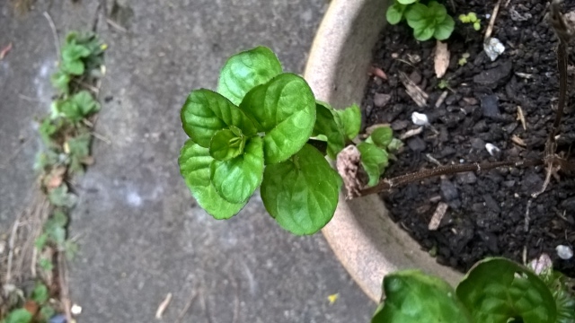 mystery plant 2