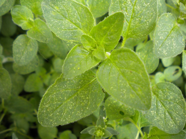 Marjoram