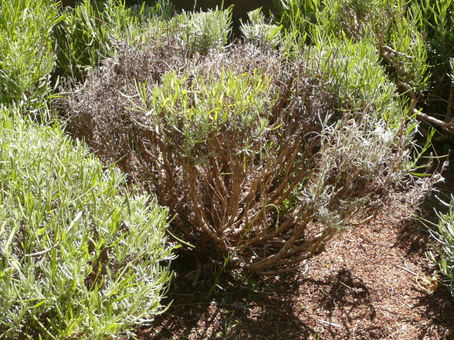 Lavandula Grosso