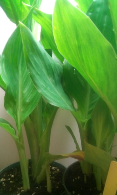 Plant stalk