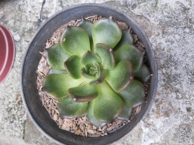 Echeveria 