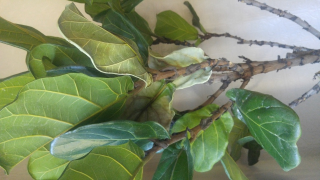 Drying leaves close up