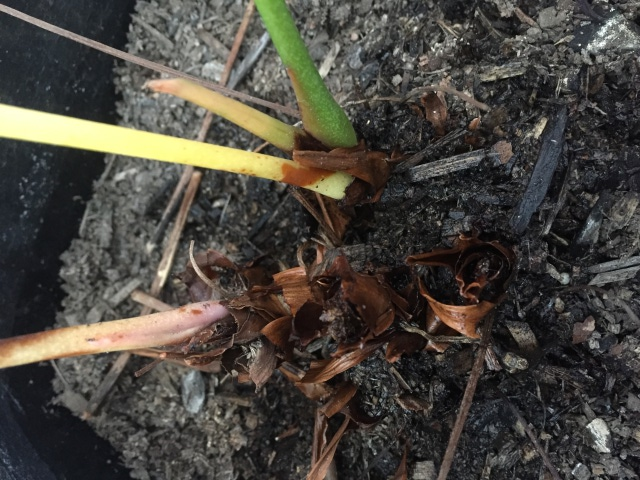 Closeup of Anthurium Base/Root