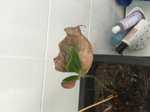 Single Anthurium Leaf Left