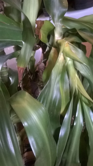 Brown tips of leaves