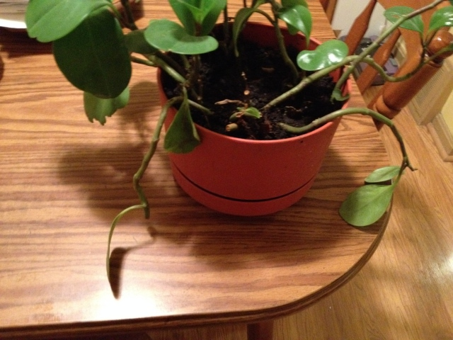 Peperomia obtusifolia with wilting #2