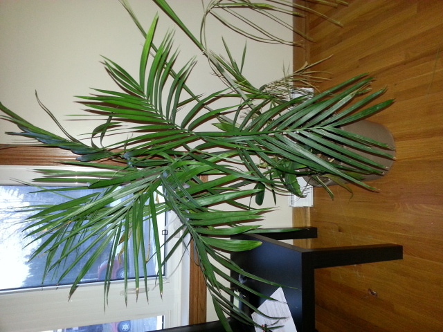 Bamboo Palm Pic 1