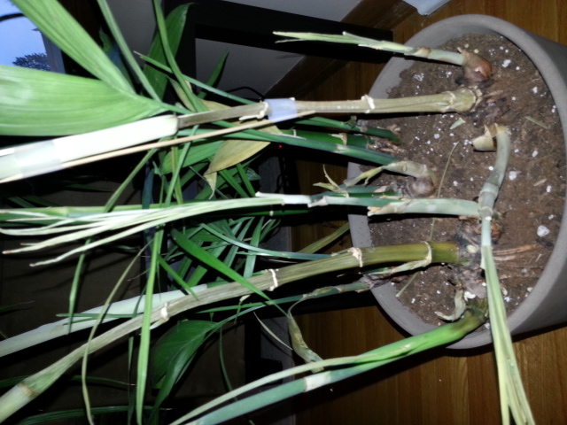 Bamboo Plant Pic 2 - Stems