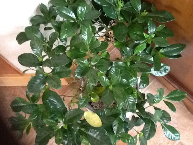 Gardenia plant