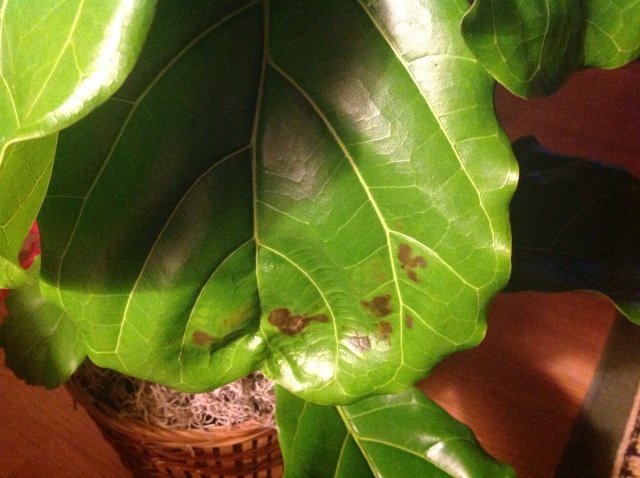 Spots on fiddle leaf