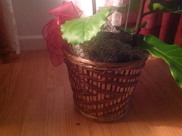 Decorative pot over potted tree