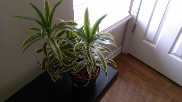 Plant id