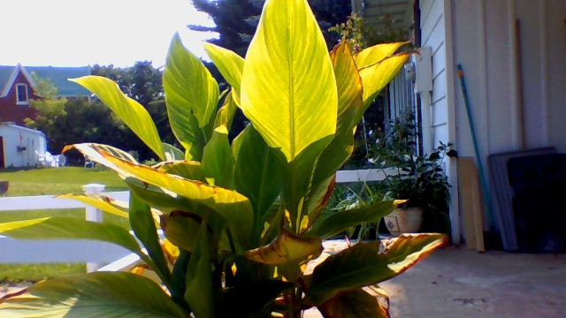 Canna plant