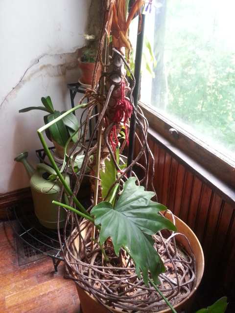 philodendron