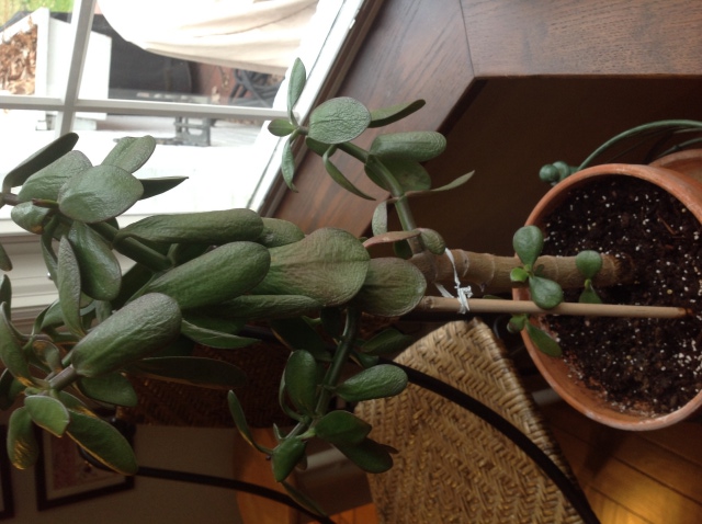 Drooping jade plant