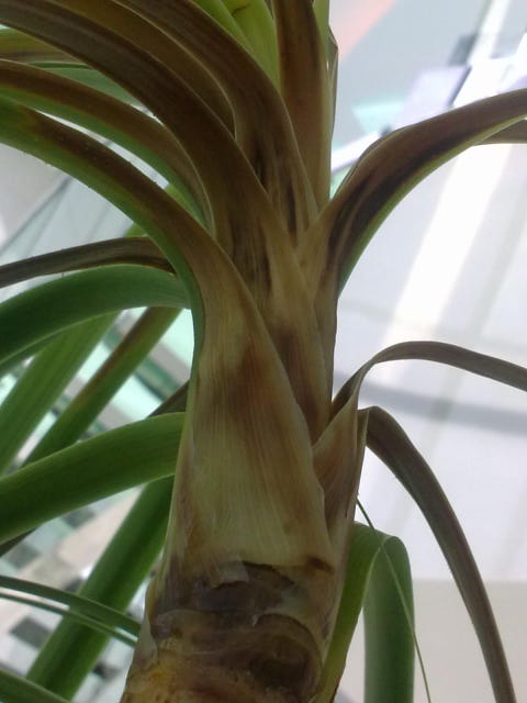 brownish color at point of attachment to stem