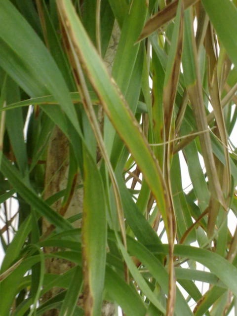 pic of pony tail leaves,