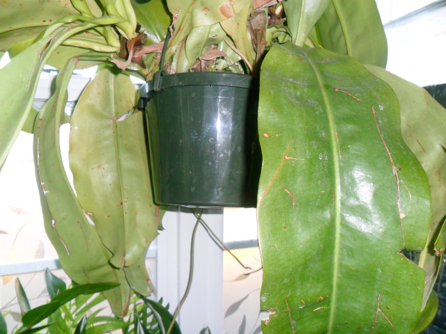 Pot of Pitcher plant