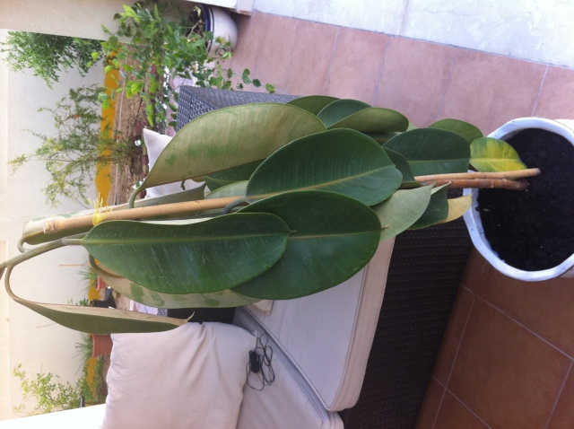 Drooping Rubber Plant