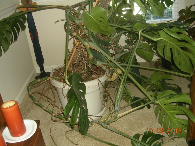 Leaning Monstera 1