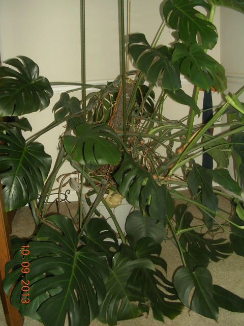 Leaning Monstera 2