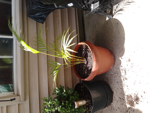 Palm Plant