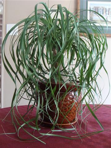 Ponytail Palm plant