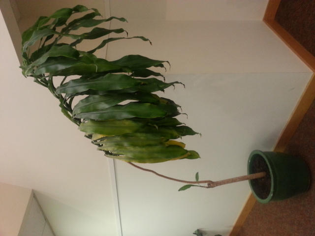 Dracaena