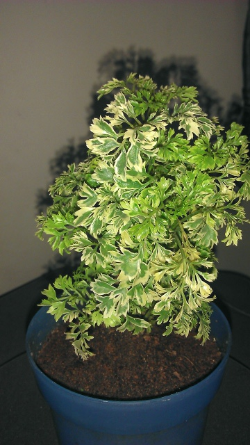 Plant Picture