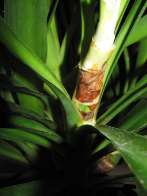 stem under top leaves