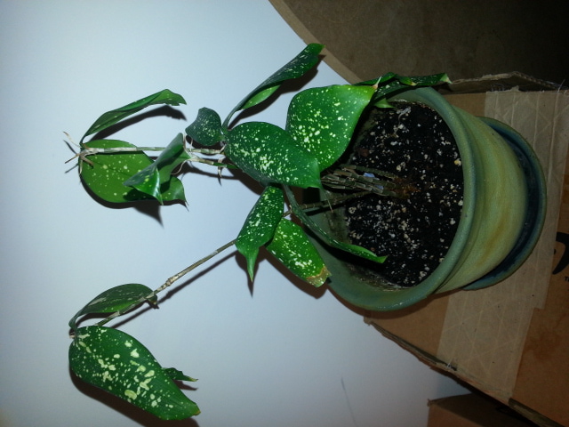 Plant Picture 1