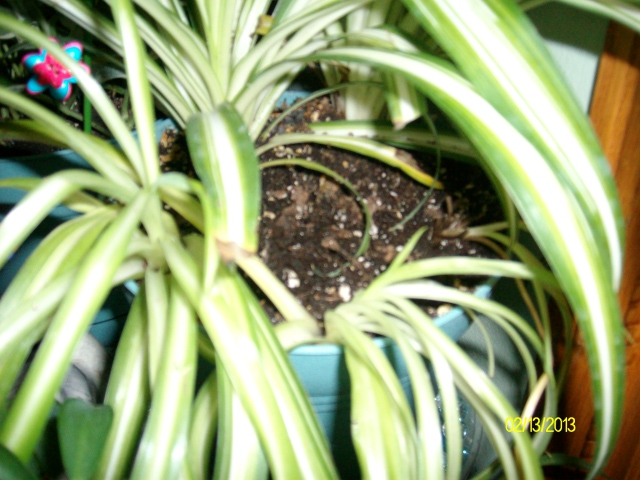 spider plant