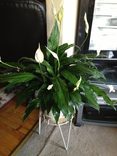 peace Lily