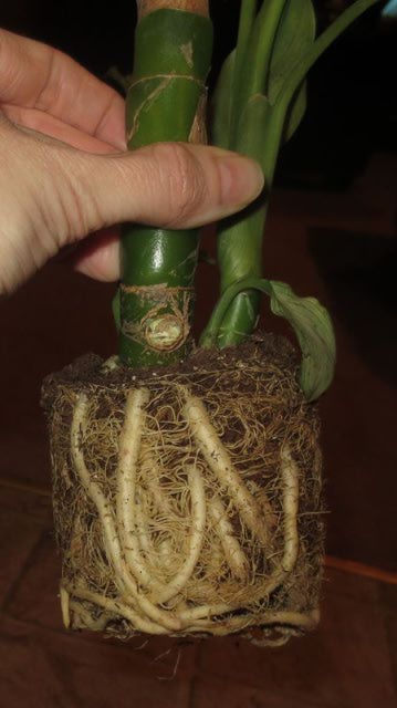 Roots in 4 inch pot