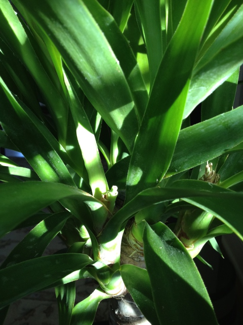 Yucca close-up