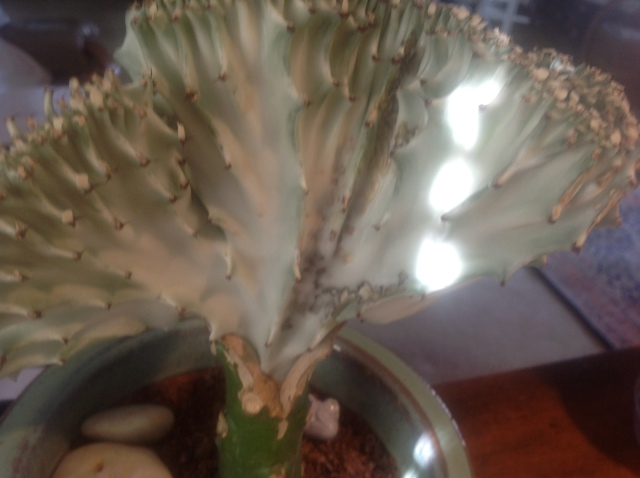 Euphorbia Lactea Cristata