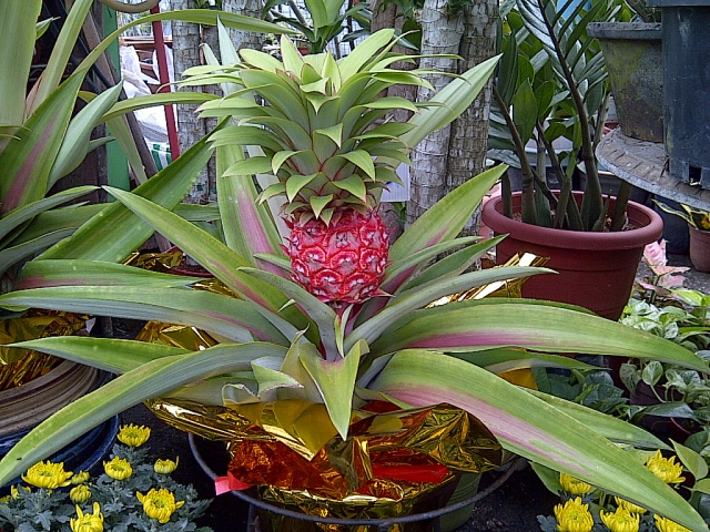 pineapple plant #1