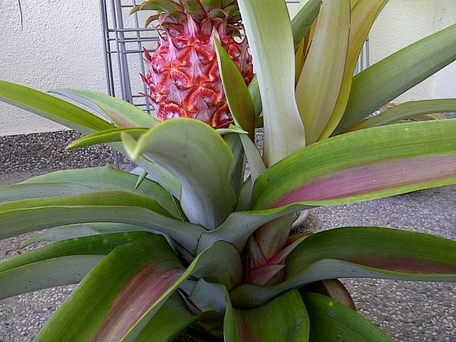 pineapple plant #2