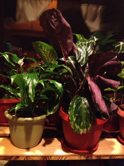 My Calathea