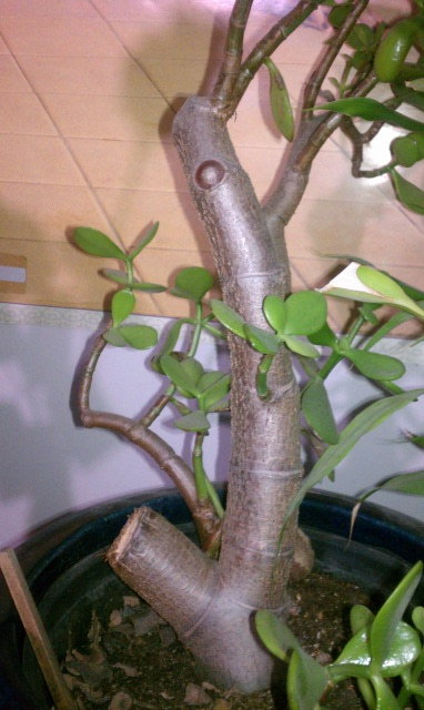 Jade plant 