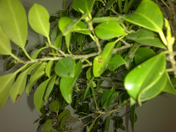 ficus brown spots