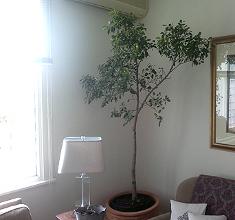 ficus