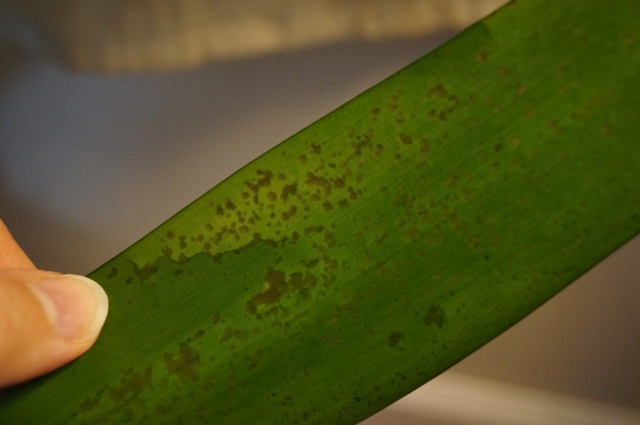 Clivia Leaf Underside