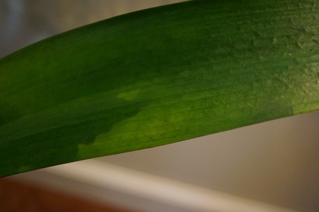 Clivia Leaf Topside